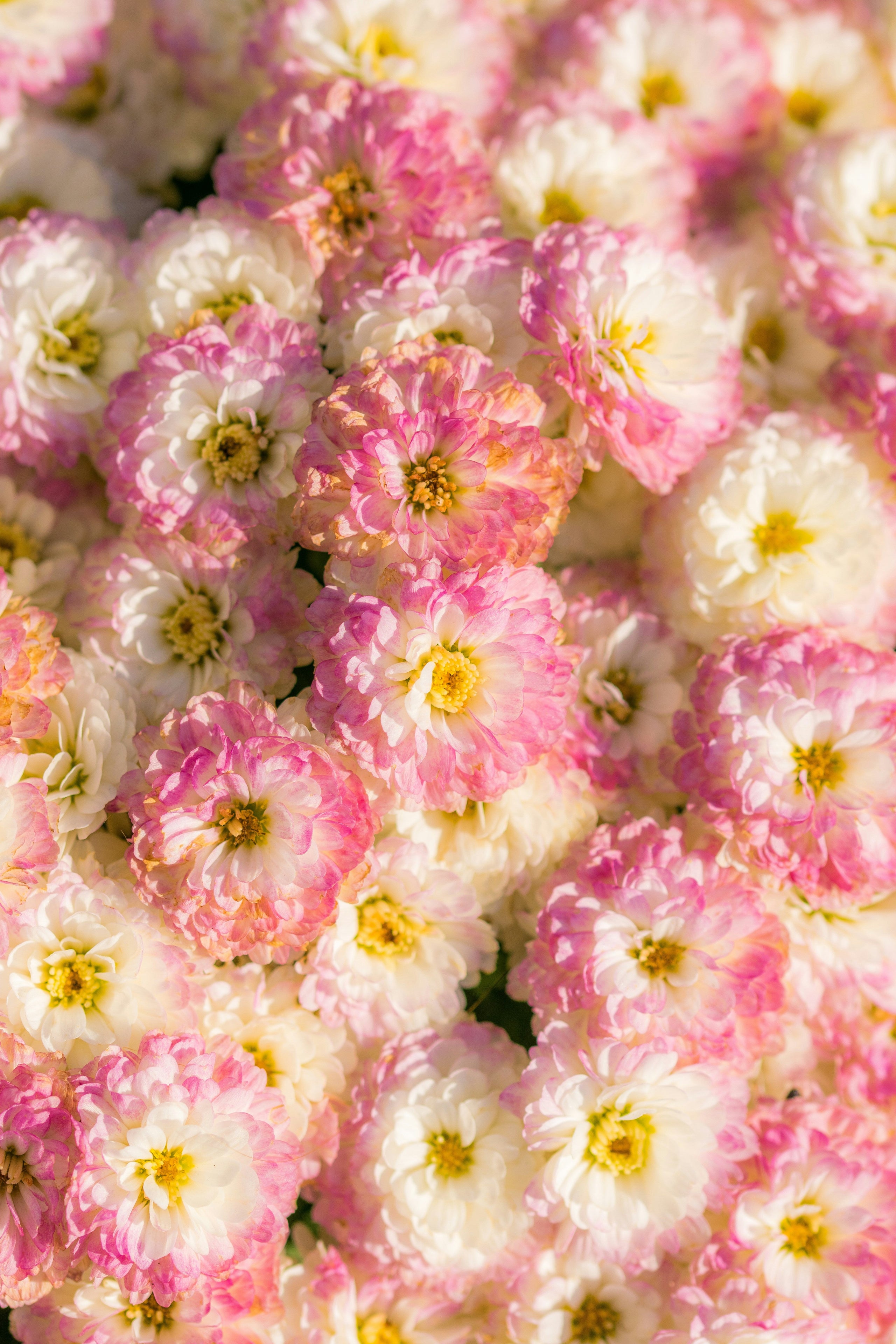 Florales